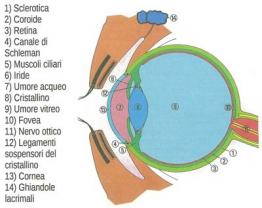 L'occhio è fatto così